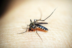 首款瘧疾疫苗核准 有望減緩疫情