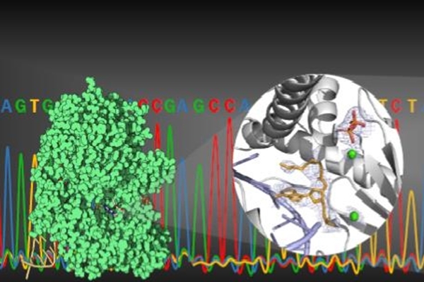 正在反應中的Thermococcus sp. 9°N DNA聚合酶3D立體結構(圖左綠色塊狀物)，其本身即可執行將dNTP的3’酯剪下(右圖中間黃色條狀物)、並引入DNA，一次性完成DNA定序反應。