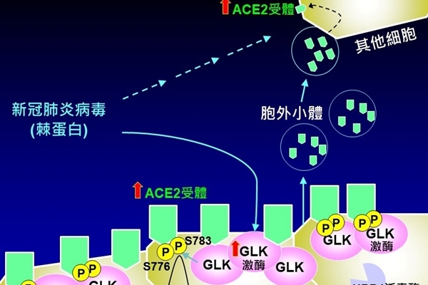 國衛院發現新冠病毒調控細胞快速感染新機制