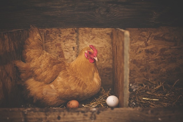 科學家基改蛋雞 可製造抗癌藥物