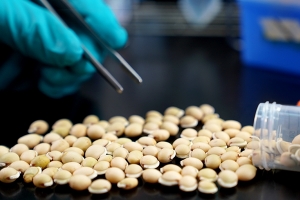 抓得住病毒！中研院發現白扁豆萃取蛋白有效阻斷新冠病毒入侵