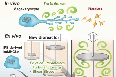 製程突破，人類血小板體外大規模量產有望實現