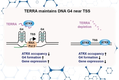 研究證明非編碼RNA可調控基因體的構造DNA G-四聯體