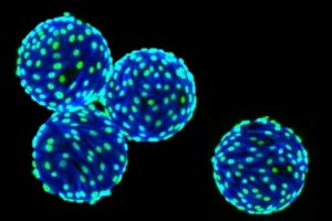 STEMCELL Technologies 和 PBS Biotech 合作實現人類多能幹細胞 3D 培養放大
