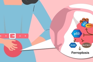 MEX3A抑制p53介導的鐵依賴型細胞死亡以促進卵巢腫瘤生長