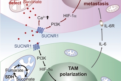 國衛院首度發現琥珀酸在腫瘤微環境扮演關鍵角色