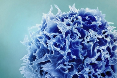 T 淋巴細胞（也稱為 T 細胞）的彩色掃描電子顯微照片
