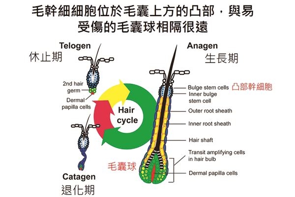 台大醫學工程所教授林頌然與博士後研究員黃文彥團隊執行科技部這項活化毛囊球的研究計畫